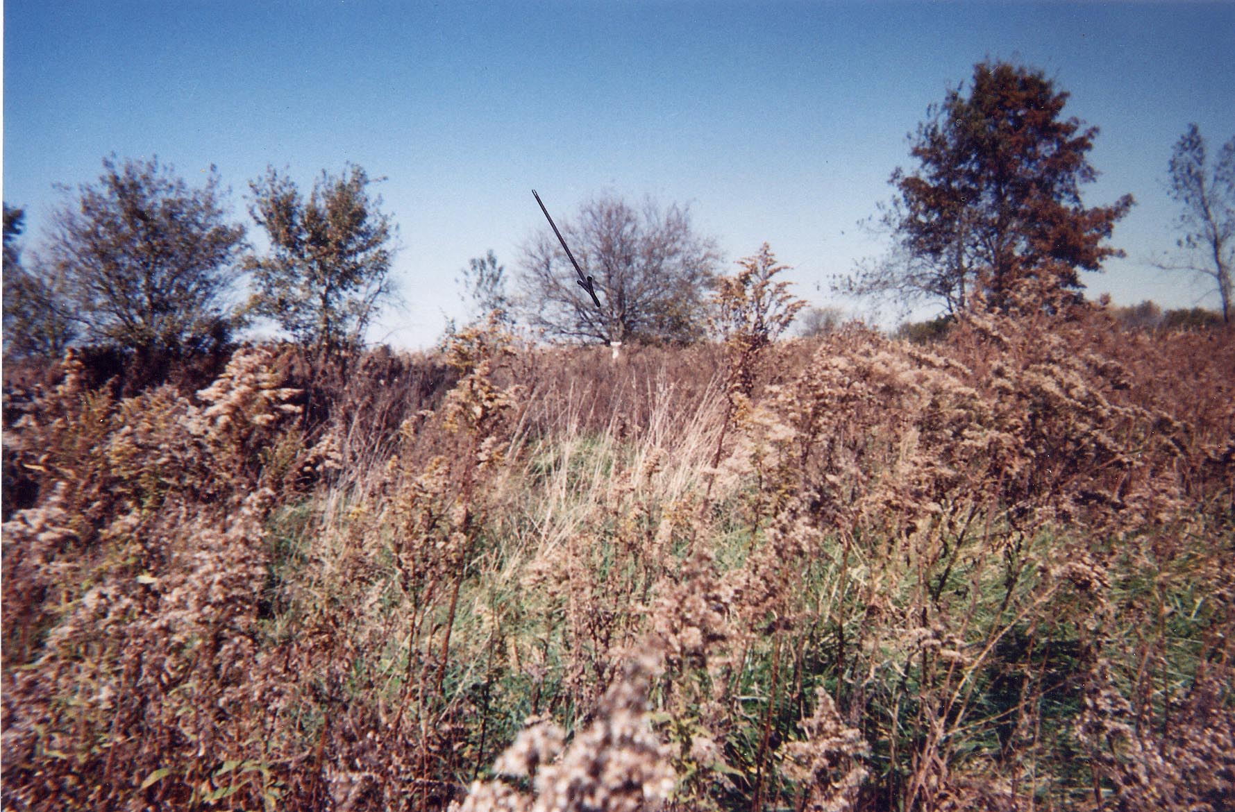 Another view showing the deplorable condition of the cemetery in 1998. 
